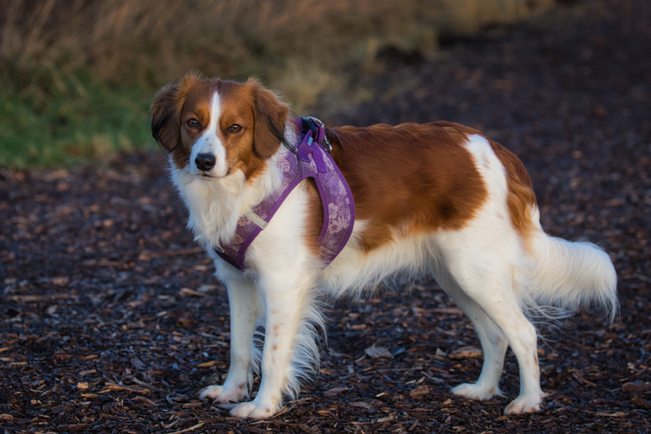 Kooikerhondje aus Langenhorn