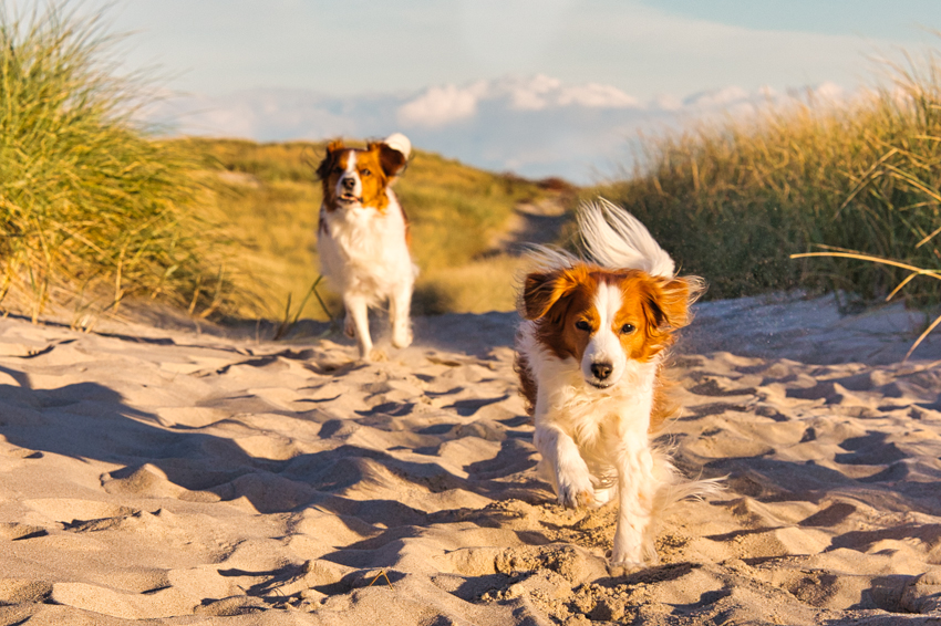 Urlaub mit Hund in Dänemark