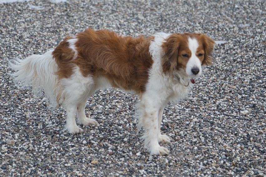 Urlaub mit Hund in Dänemark