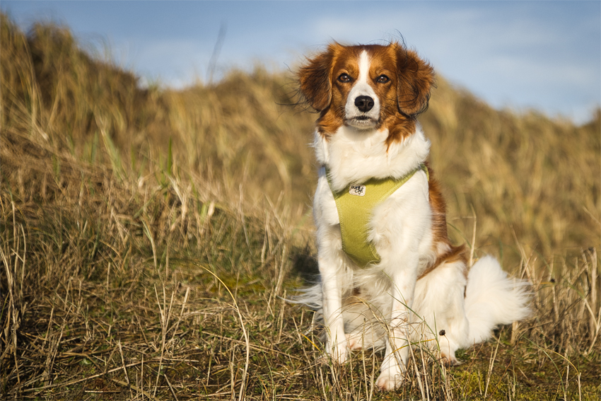 Urlaub mit Hund in Dänemark