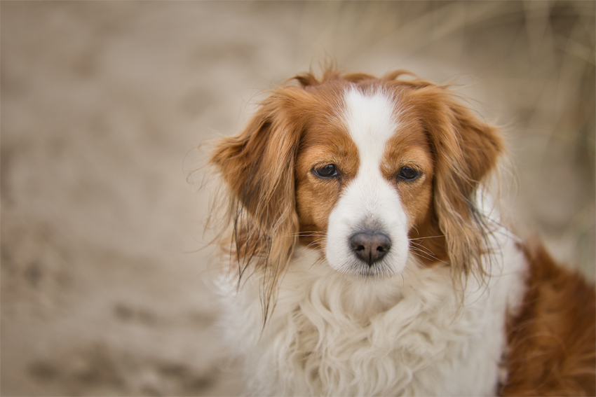 Urlaub mit Hund in Dänemark