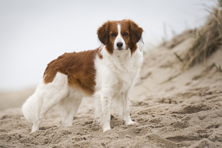 Urlaub mit Hund in Dänemark