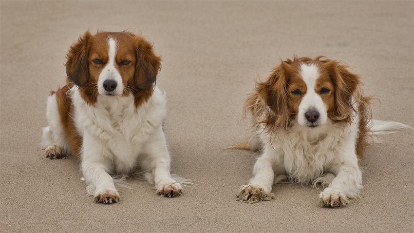 Urlaub mit Hund in Dänemark