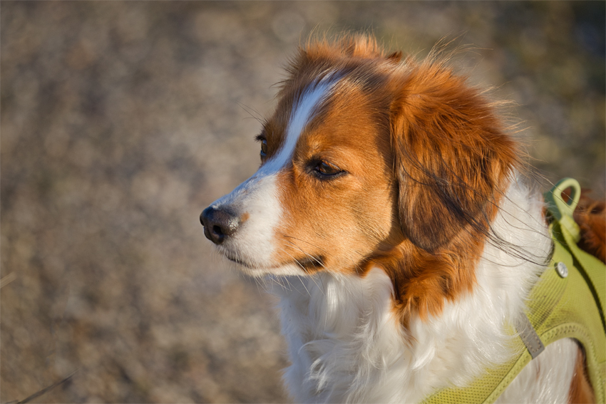 Urlaub mit Hund in Dänemark