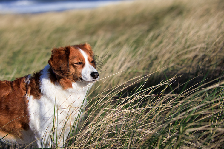 Urlaub mit Hund in Dänemark