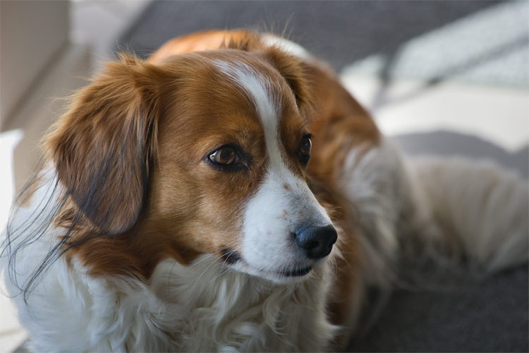 Urlaub mit Hund in Dänemark