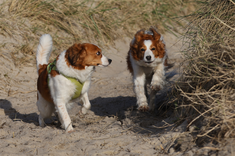 Urlaub mit Hund in Dänemark