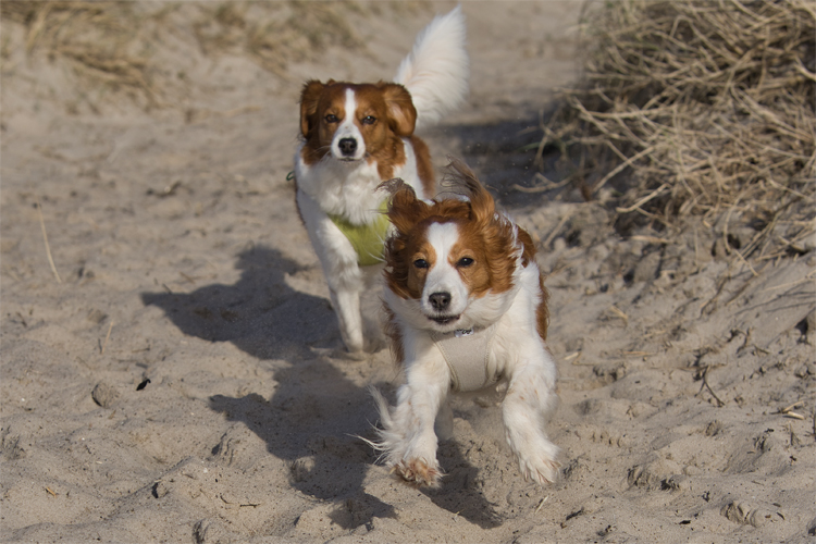 Urlaub mit Hund in Dänemark