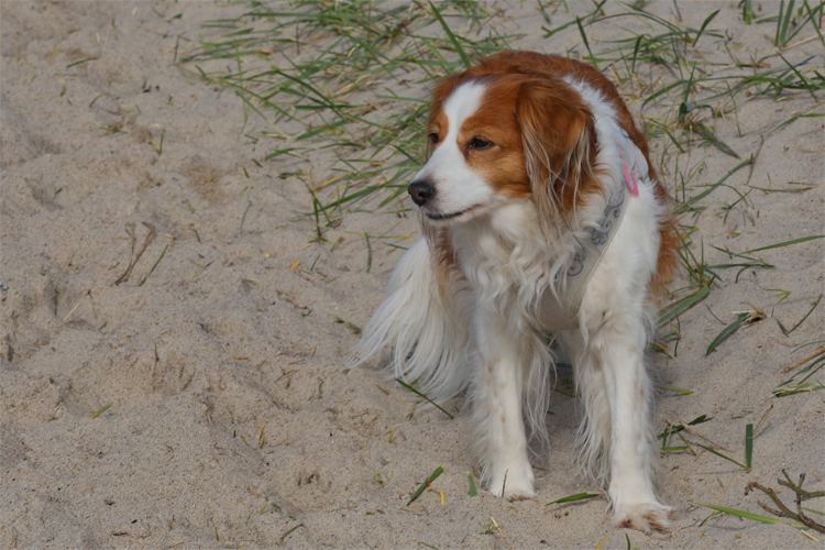 Urlaub mit Hund in Dänemark