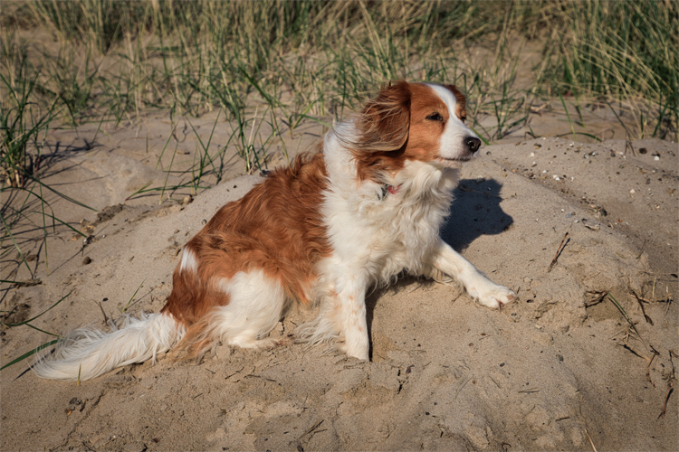 Urlaub mit Hund in Dänemark