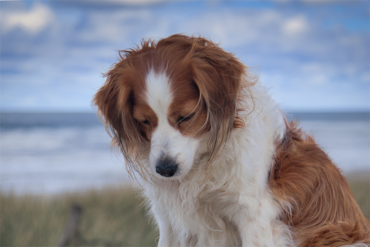 Urlaub mit Hund in Dänemark