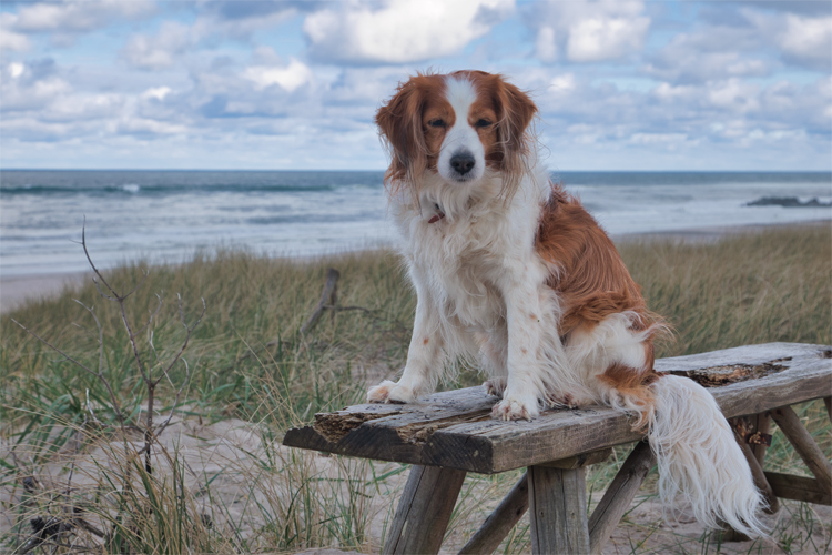 Urlaub mit Hund in Dänemark