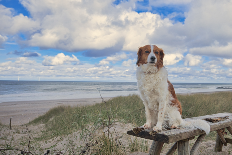 Urlaub mit Hund in Dänemark