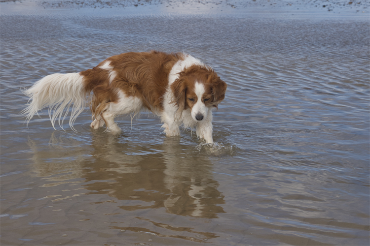 Urlaub mit Hund in Dänemark