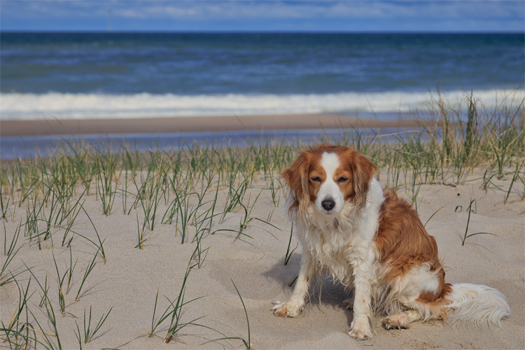 Urlaub mit Hund in Dänemark