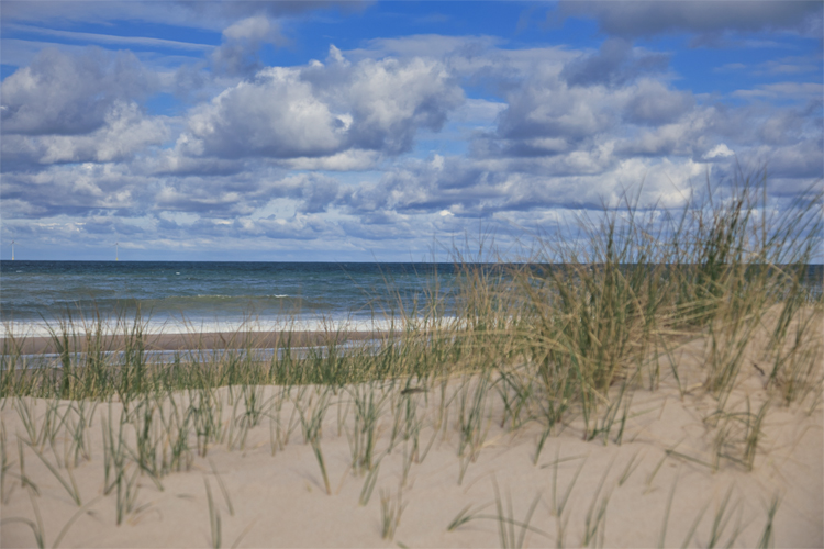 Urlaub mit Hund in Dänemark