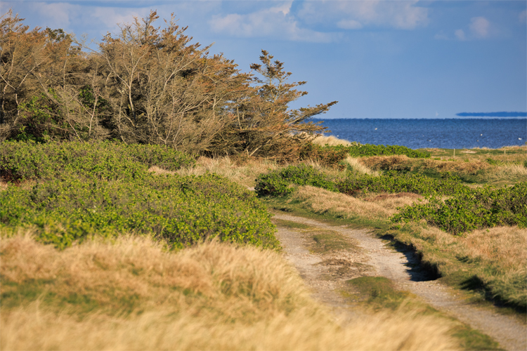 Urlaub mit Hund in Dänemark