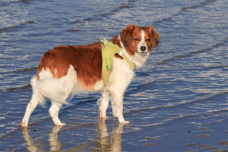 Urlaub mit Hund in Dänemark