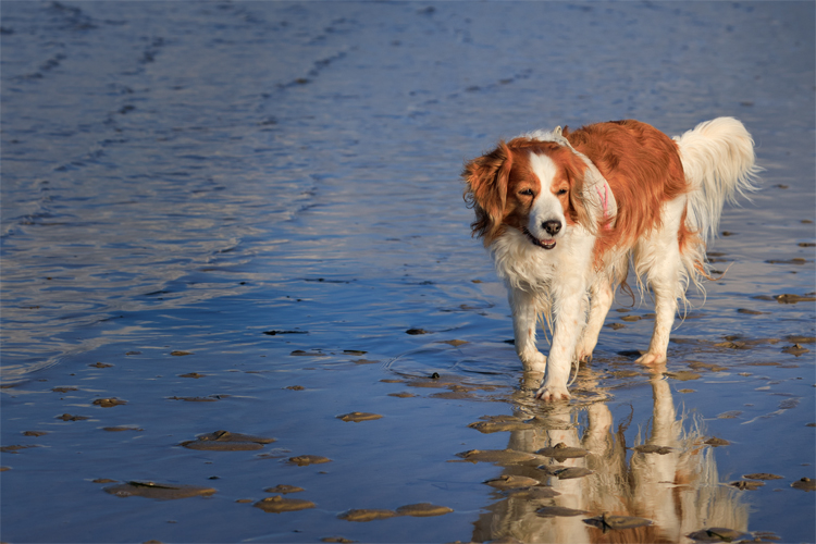 Urlaub mit Hund in Dänemark