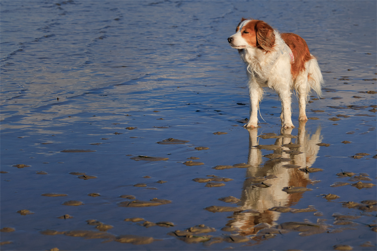 Urlaub mit Hund in Dänemark