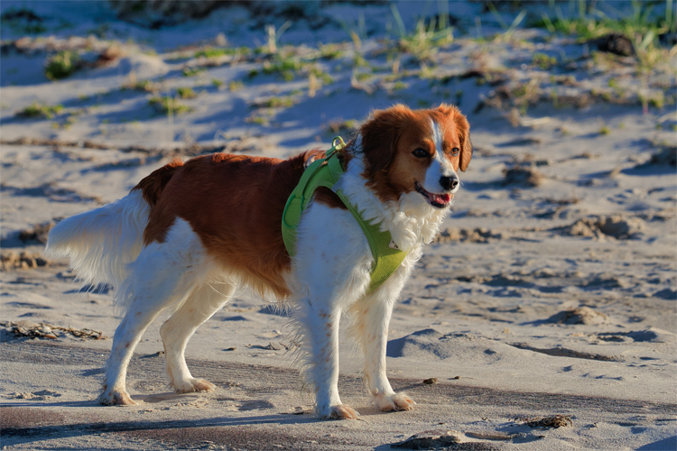 Urlaub mit Hund in Dänemark