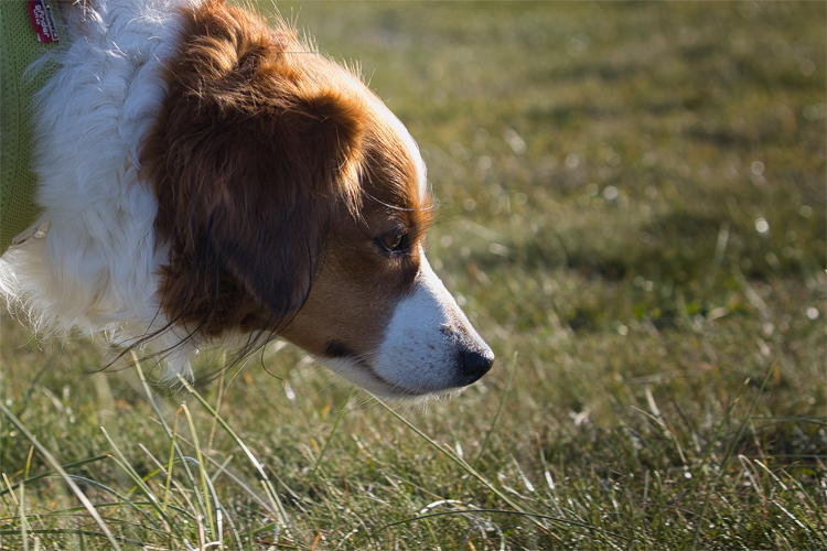 Urlaub mit Hund in Dänemark