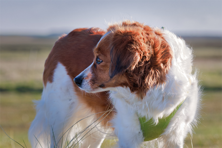 Urlaub mit Hund in Dänemark