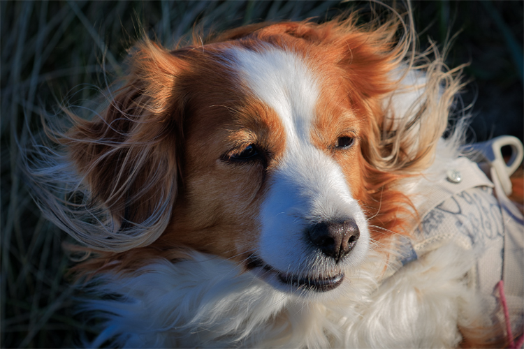 Urlaub mit Hund in Dänemark