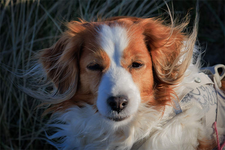 Urlaub mit Hund in Dänemark