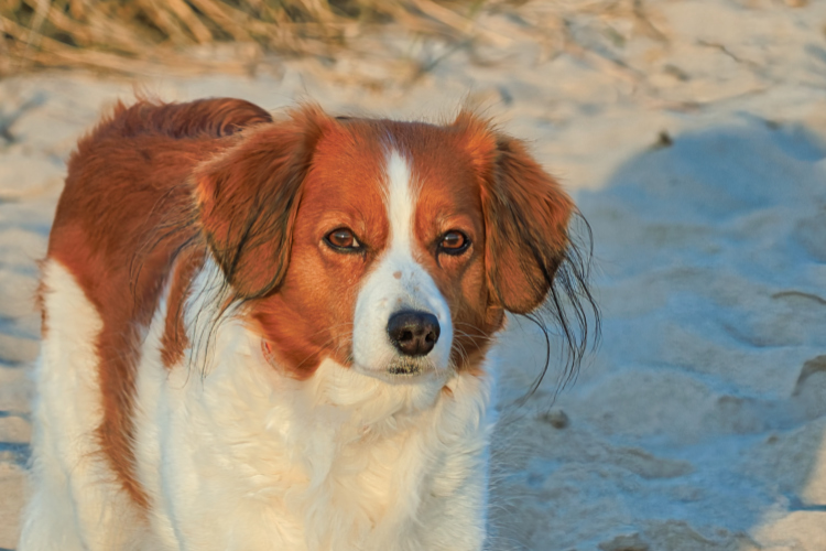 Urlaub mit Hund in Dänemark