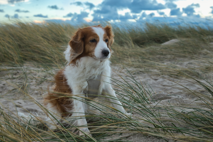 Urlaub mit Hund in Dänemark