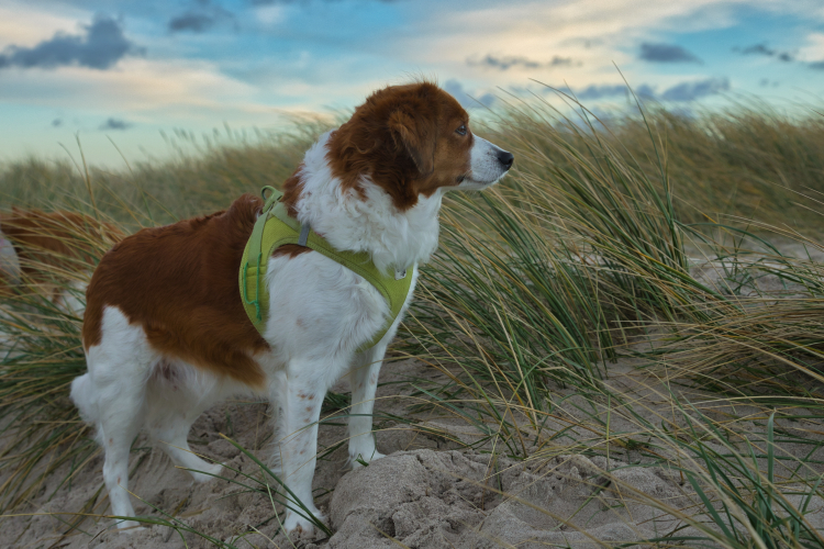 Urlaub mit Hund in Dänemark