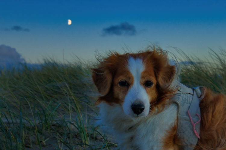 Urlaub mit Hund in Dänemark