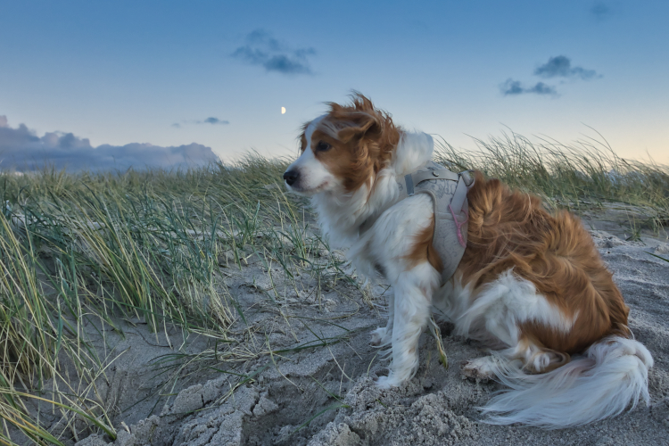 Urlaub mit Hund in Dänemark
