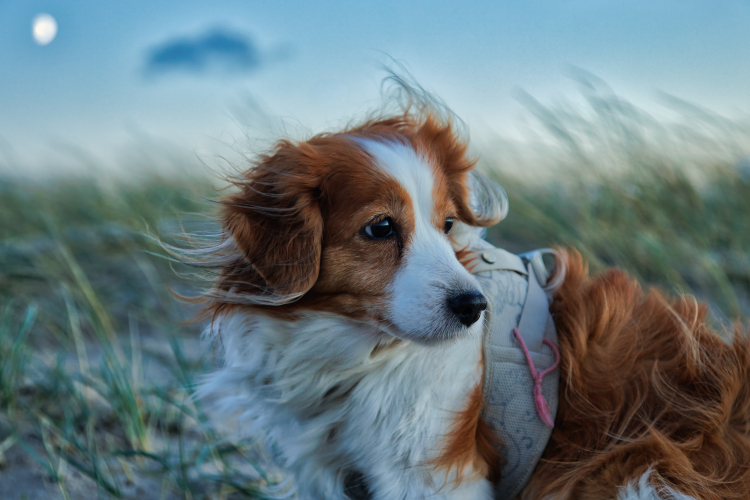 Urlaub mit Hund in Dänemark