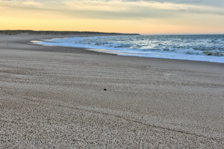 Urlaub mit Hund in Dänemark