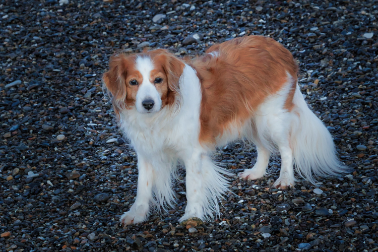 Urlaub mit Hund in Dänemark