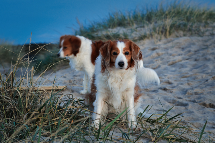 Urlaub mit Hund in Dänemark