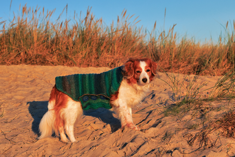 Urlaub mit Hund in Dänemark