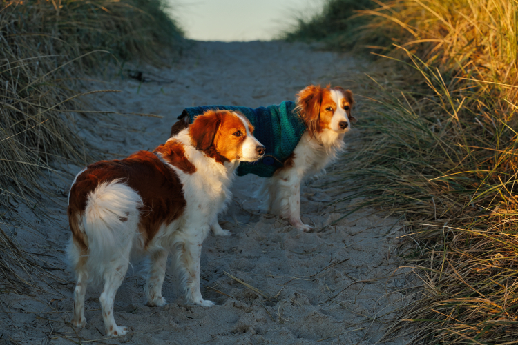 Urlaub mit Hund in Dänemark