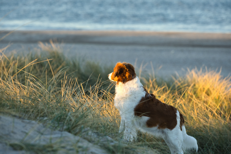 Urlaub mit Hund in Dänemark