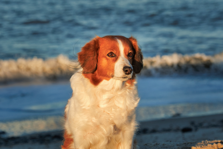 Urlaub mit Hund in Dänemark