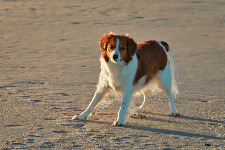 Urlaub mit Hund in Dänemark