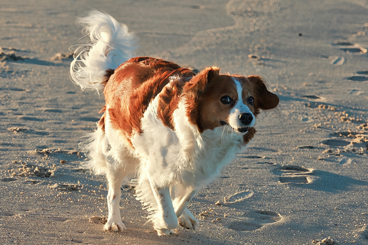 Urlaub mit Hund in Dänemark