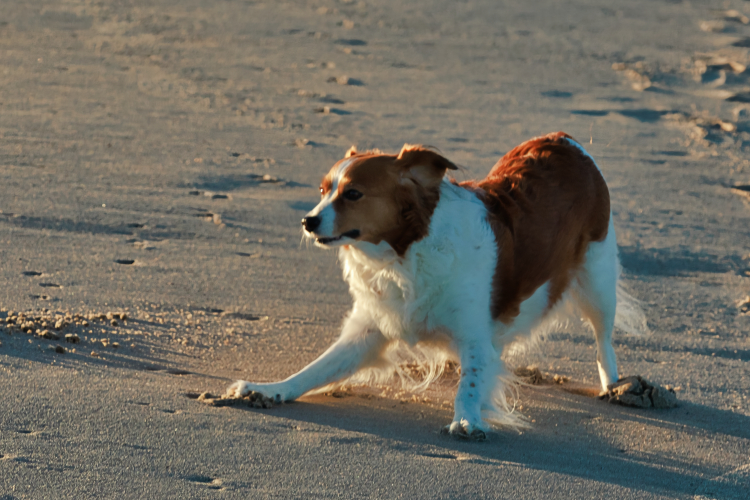 Urlaub mit Hund in Dänemark
